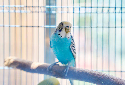 Closeup pet parrot interacting in cage