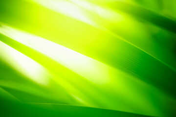 Abstract nature green blurred background nature leaf on greenery background in garden with copy space using as background wallpaper page concept.