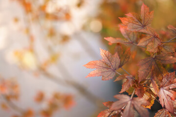 Closeup of beautiful nature view orange red maple leaf on blurred leaf background in garden with copy space using as background wallpaper page concept.