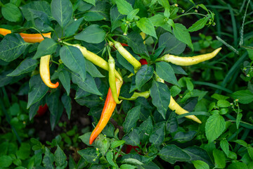 Peppers