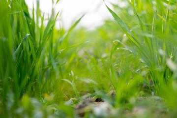 Young wheat plants growing on the soil, Amazingly beautiful endless fields of green wheat grass go far to the horizon.