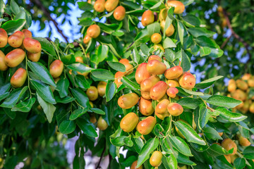 Sweet jujubes grow on jujube tree. Ripe date fruits in autumn season.