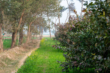 Guava fruit trees in an organic tropical garden, Guava garden with a large number of guava plants, agriculture background.