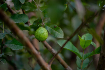 Guava fruit trees in an organic tropical garden, Guava garden with a large number of guava plants, agriculture background.