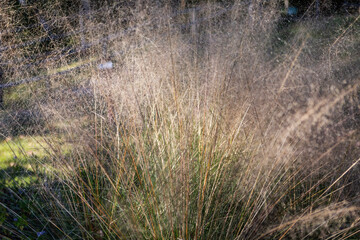 ネズミガヤの枯れた葉