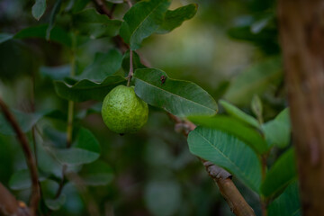 Guava fruit trees in an organic tropical garden, Guava garden with a large number of guava plants, agriculture background.