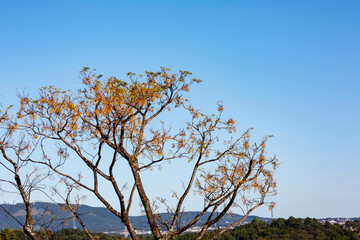 夕日を受ける栴檀の実
