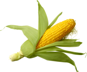 Raw corn cob isolated on white background