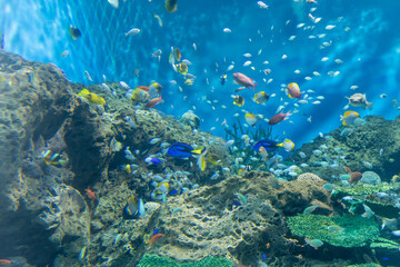 Fototapeta na wymiar 熱帯魚の大水槽