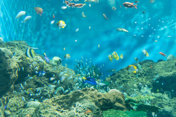 Obraz na płótnie Canvas 熱帯魚の大水槽