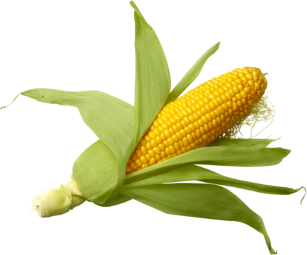 Raw corn cob isolated on white background