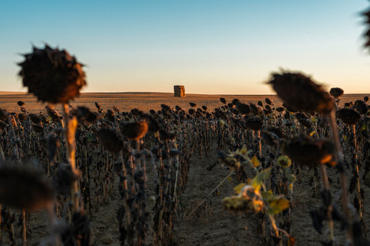Dried sunflower, climate change
