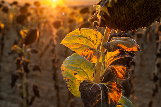 Dried sunflower, climate change