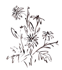 blooming Rudbeckia laciniata, graphic black and white drawing