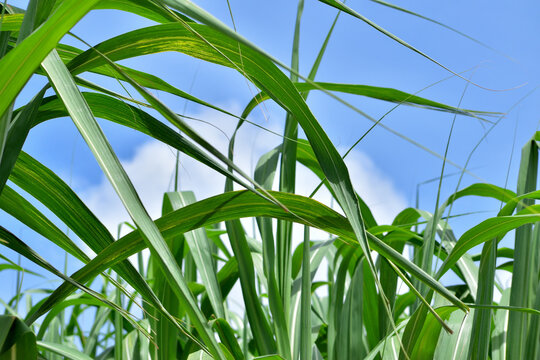 サトウキビ畑 の画像 414 件の Stock 写真 ベクターおよびビデオ Adobe Stock