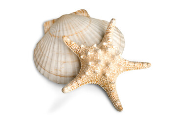 Starfish and shell  isolated on white background