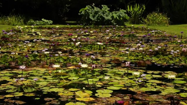 Aquatic plants. Pan of the large artificial pond growing hardy and tropical waterlilies in the garden. Beautiful flowers blooming in summer.	