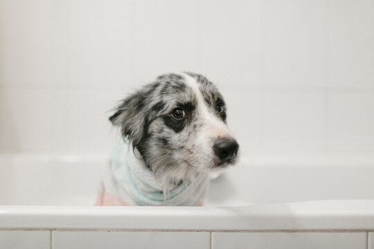 Portrait of a dog during a grooming session