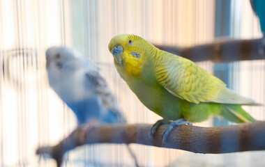 Closeup pet parrot interacting in cage
