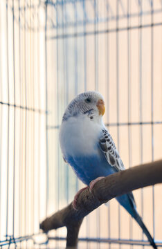 Closeup pet parrot interacting in cage
