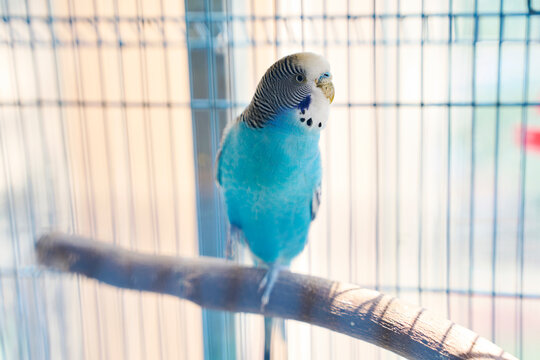 Closeup pet parrot interacting in cage