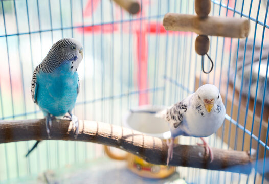 Closeup pet parrot interacting in cage