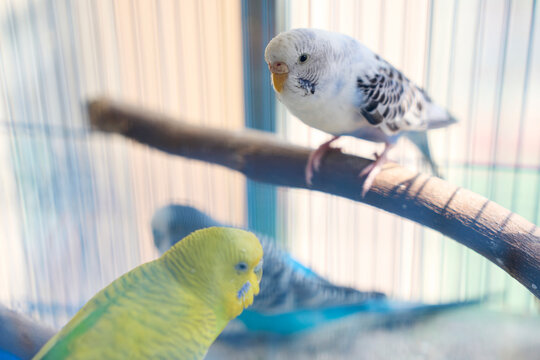 Closeup pet parrot interacting in cage