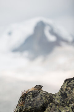 Marmot chilling on a rock