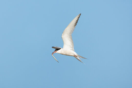 Common Tern
