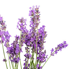 Lavender flowers isolated on white background