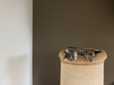kitten and scratcher