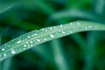 Fresh grass in raindrops after rain close up background