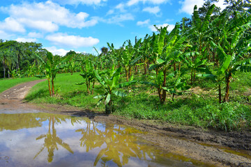 banana field in the spring