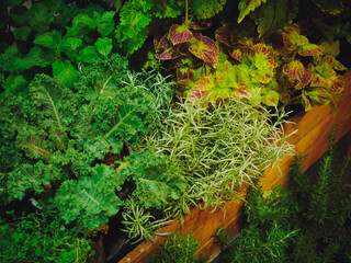 Fototapeta na wymiar Small plants home garden Green leaf Nature background