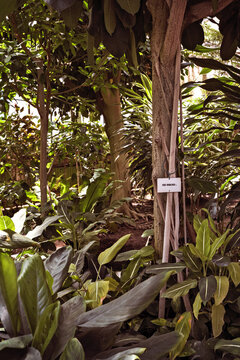 Tropical bushes, shrubs and trees in a botanical garden. 