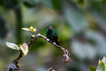 Colibríes de diversas especies pertenecientes al Chocó Andino de Mindo, Ecuador. Aves endémicas de los Andes ecuatorianos comiendo y posando para fotos.