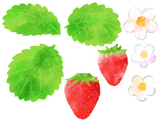 苺の実、花、葉のイラスト　手描き　水彩風