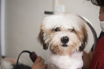 A calm and relaxed young Lhasa Apso getting a haircut at a dog grooming salon.