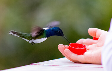 Colibríes de diversas especies pertenecientes al Chocó Andino de Mindo, Ecuador. Aves endémicas de los Andes ecuatorianos comiendo y posando para fotos. © JimmyPirela