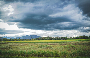 Green rice field with mountain background under cloudy sky after rain in rainy season, panoramic view rice .	