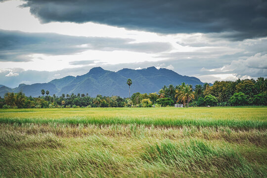 Green rice field with mountain background under cloudy sky after rain in rainy season, panoramic view rice .	