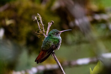 Colibríes de diversas especies pertenecientes al Chocó Andino de Mindo, Ecuador. Aves endémicas de los Andes ecuatorianos comiendo y posando para fotos.