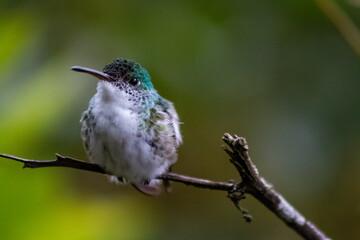 Colibríes de diversas especies pertenecientes al Chocó Andino de Mindo, Ecuador. Aves endémicas de los Andes ecuatorianos comiendo y posando para fotos.