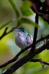 Colibríes de diversas especies pertenecientes al Chocó Andino de Mindo, Ecuador. Aves endémicas...