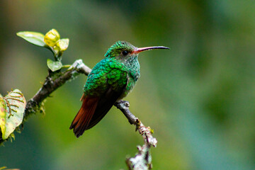 Fototapeta premium Colibríes de diversas especies pertenecientes al Chocó Andino de Mindo, Ecuador. Aves endémicas de los Andes ecuatorianos comiendo y posando para fotos.
