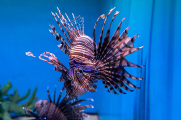 ハナミノカサゴ