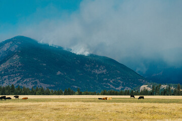 Wildfire in the Selkirk Mountains