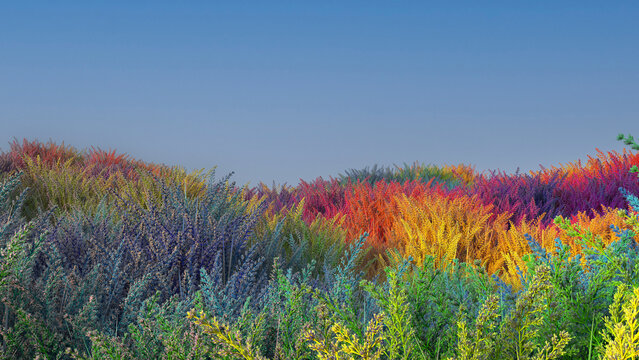 Colorful Grass FIeld