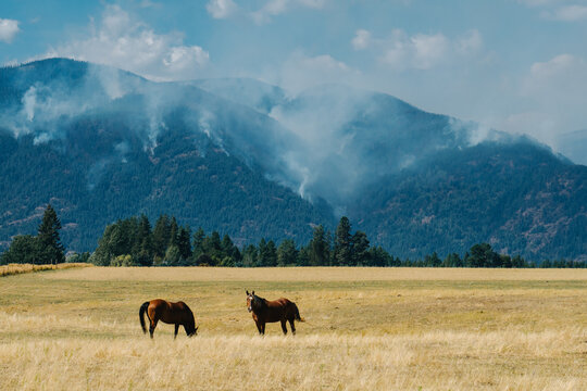 Wildfire in the Selkirk Mountains
