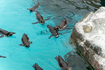 泳ぐフンボルトペンギン